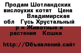 Продам Шотландских  вислоухих котят › Цена ­ 2 500 - Владимирская обл., Гусь-Хрустальный р-н Животные и растения » Кошки   